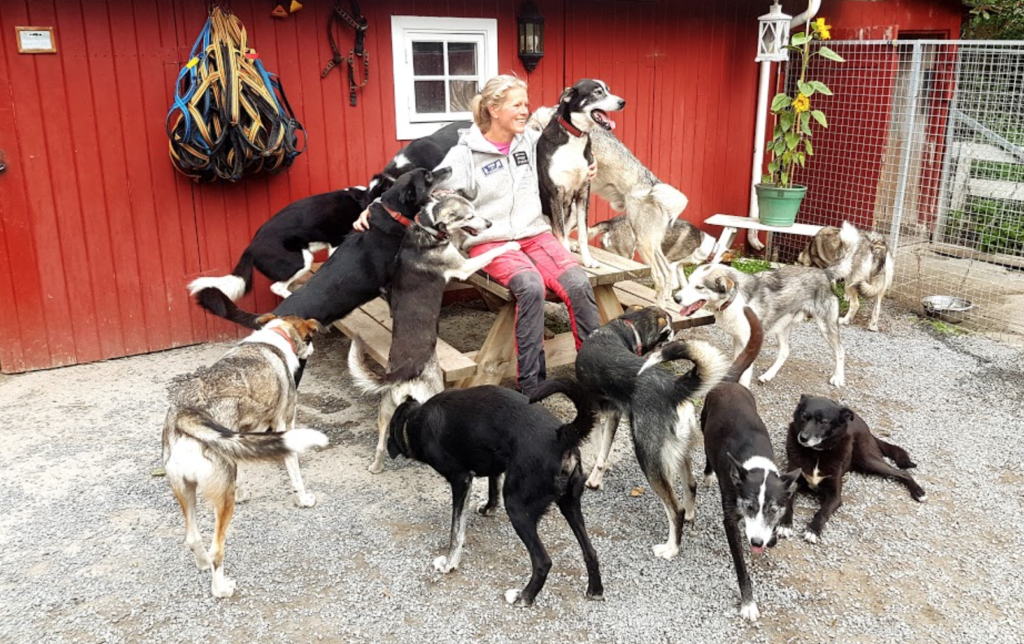 Skyggesidene ved norsk Mange hunder i egen kropp - eller hos feil hundeeier - Naturpress